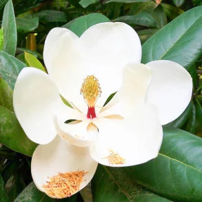Single flowers parfyme -Jasmine Sambac No.19