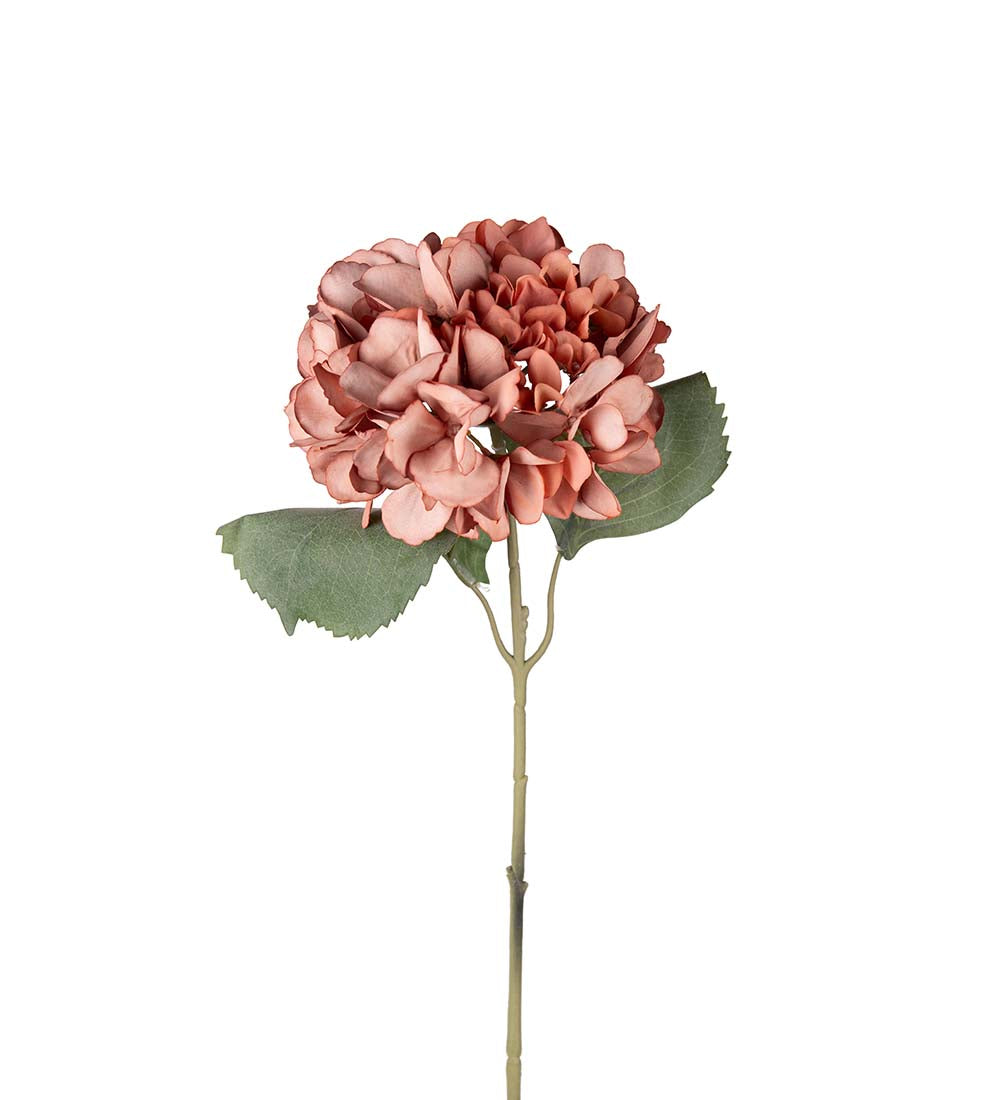 Hortensia 56cm, Brun