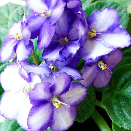 Single flowers parfyme -Violet leaf No.40