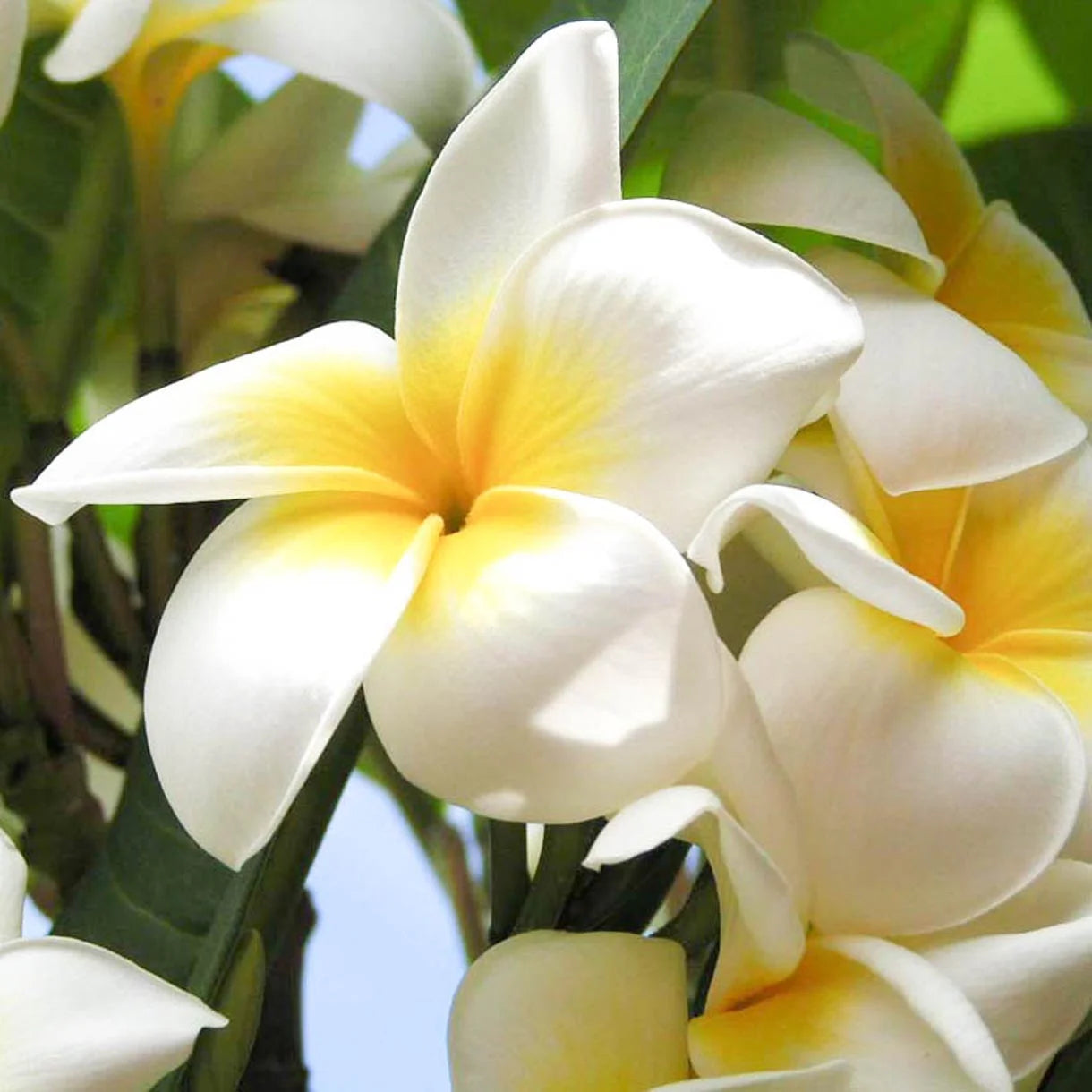 Single flowers parfyme -Frangipani No.15